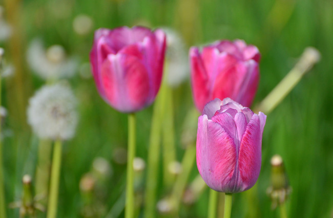 Обои картинки фото цветы, тюльпаны, природа, одуванчики, весна