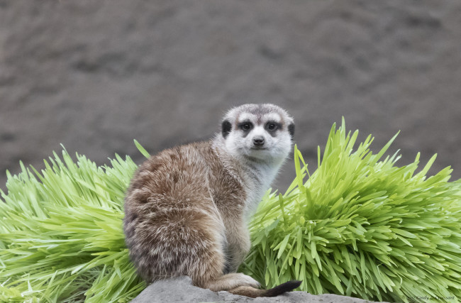 Обои картинки фото животные, сурикаты, камень, забавный, животное, природа, отдых