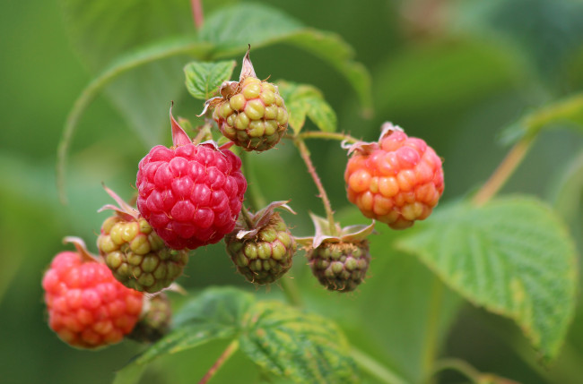 Обои картинки фото природа, Ягоды, ягоды, малина, лето, красота, дача, вкусно, витамины
