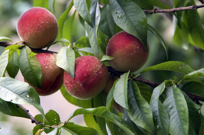 Обои картинки фото природа, плоды, лето, дача, персики