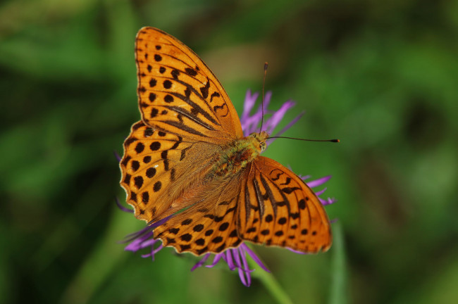 Обои картинки фото животные, бабочки,  мотыльки,  моли, бабочка