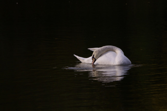 Обои картинки фото животные, лебеди, вечер, минимализм, свет, красота, грация, птицы