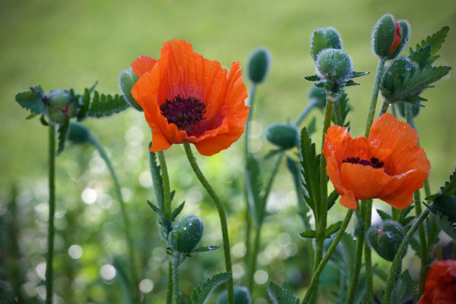 Обои картинки фото цветы, маки, природа, мак, капли