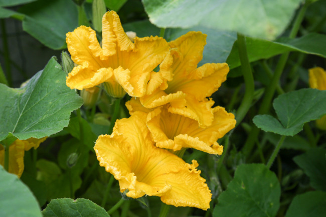 Обои картинки фото цветы, цветущие овощи,  ягоды, листья, тыква, первоцвет, цветение