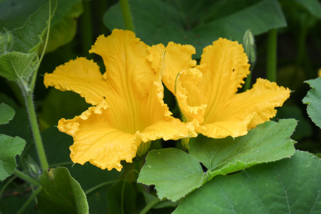 Обои картинки фото цветы, цветущие овощи,  ягоды, тыквы, цветение, желтый, соцветие, листья