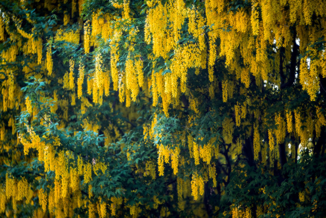 Обои картинки фото цветы, глициния, кустарник, ветки, куст, цветение