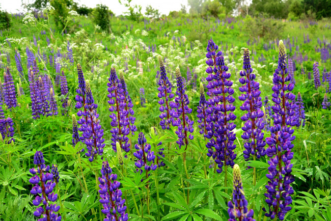 Обои картинки фото цветы, люпин, фиолетовый, цветение, цветки, природа, поле