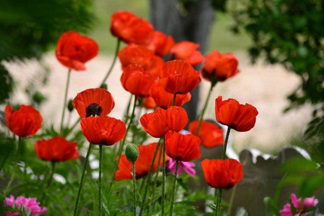 Обои картинки фото цветы, маки, цветение, мак