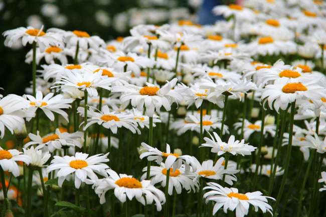 Обои картинки фото цветы, ромашки, цветение, лето, природа, красота