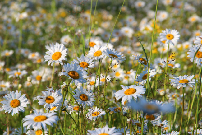 Обои картинки фото цветы, ромашки, красота, полевые, поле, природа, лето, цветение