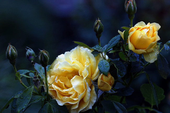 Обои картинки фото цветы, розы, роза