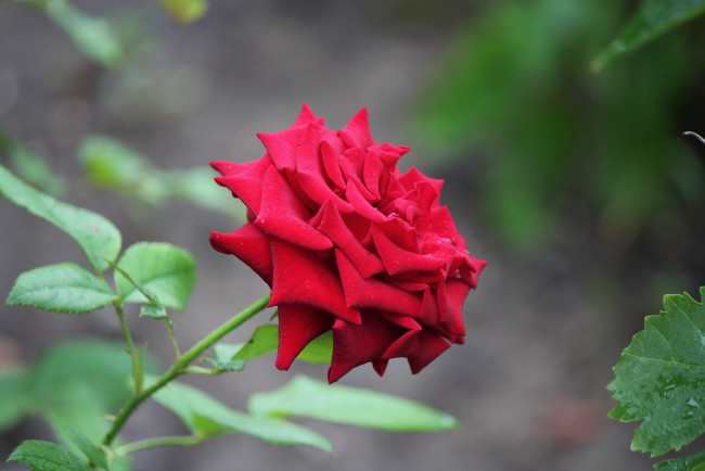 Обои картинки фото цветы, розы, роза, лето, июль