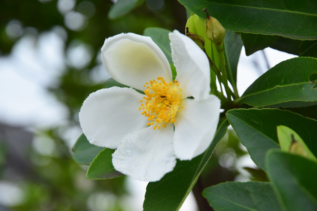 Обои картинки фото цветы, шиповник, цветение, белый, цветок, листья, ветка