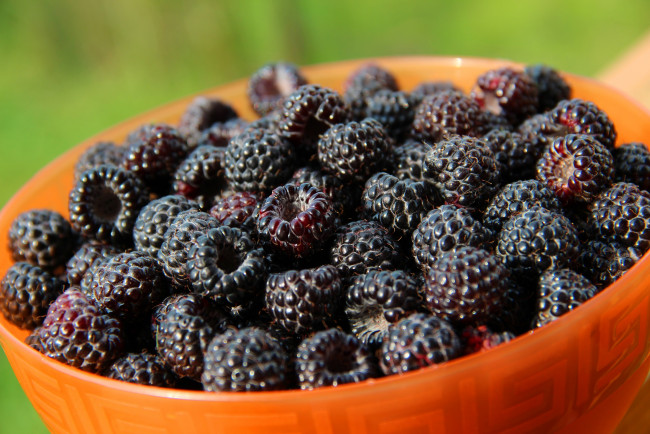 Обои картинки фото еда, малина, красота, дача, вкусно, витамины, ягоды, чёрная, природа, лето