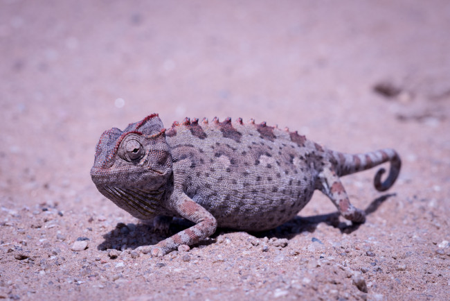 Обои картинки фото хамелионы, животные, хамелеоны, камень, ящерица, окрас