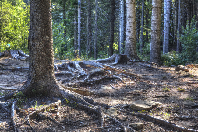 Обои картинки фото природа, лес, простор