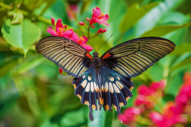 Обои картинки фото животные, бабочки,  мотыльки,  моли, бабочка