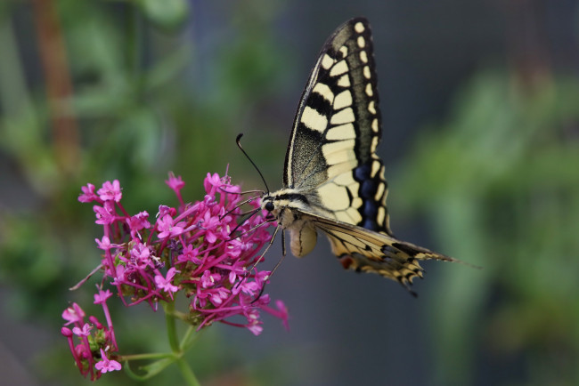 Обои картинки фото животные, бабочки,  мотыльки,  моли, бабочка