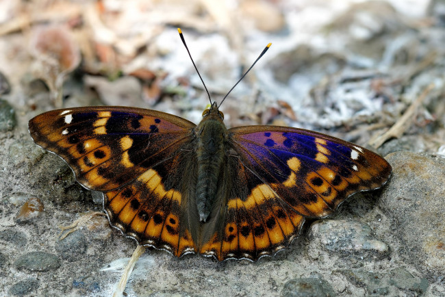 Обои картинки фото животные, бабочки,  мотыльки,  моли, бабочка