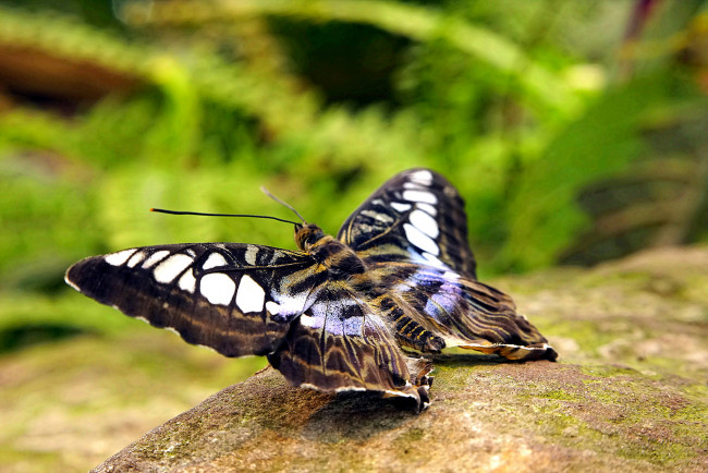 Обои картинки фото животные, бабочки,  мотыльки,  моли, бабочка