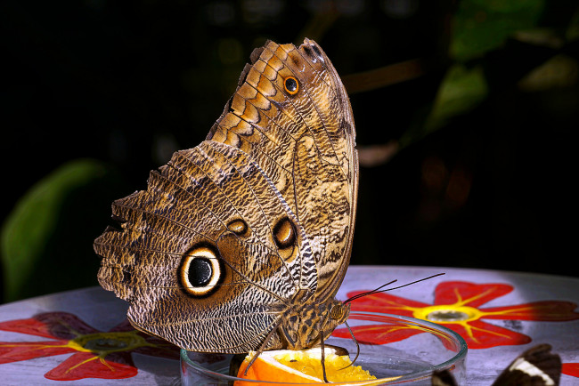 Обои картинки фото животные, бабочки,  мотыльки,  моли, бабочка