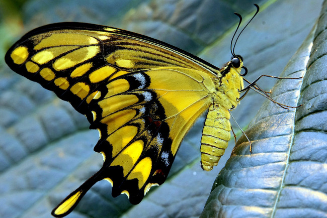 Обои картинки фото животные, бабочки,  мотыльки,  моли, бабочка