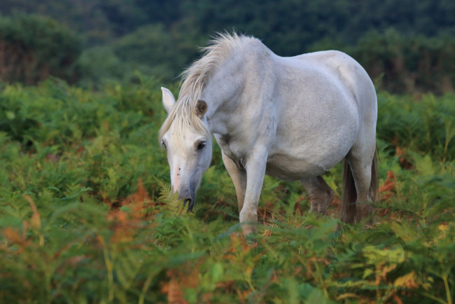 Обои картинки фото животные, лошади, большая, лошадь, грива, окрас