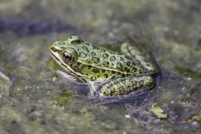 Обои картинки фото животные, лягушки, вода, окрас, природа, лягушка