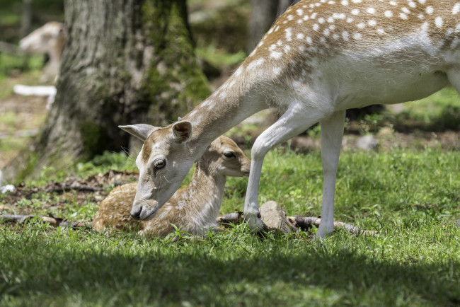 Обои картинки фото животные, олени, молодой, олень, природа, животное, окрас