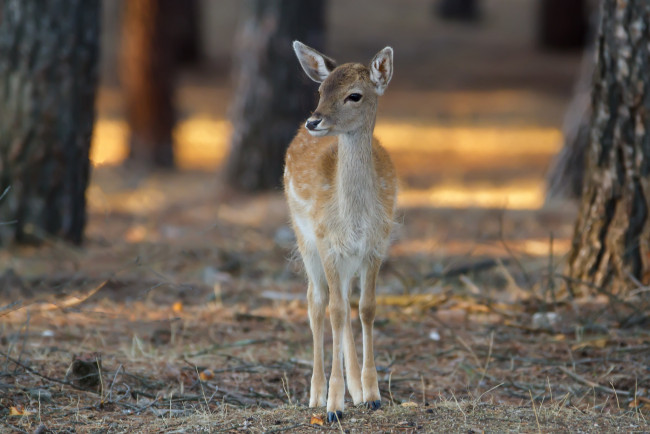 Обои картинки фото животные, олени, олень, природа