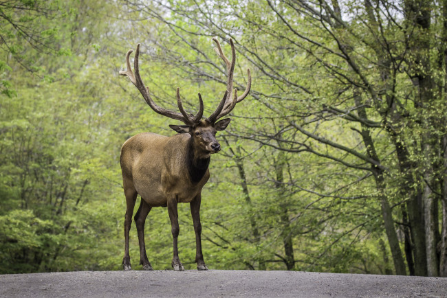 Обои картинки фото животные, олени, олень, рога, большой