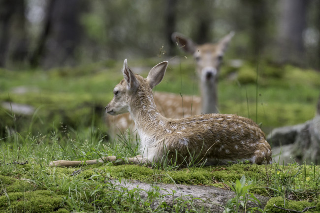 Обои картинки фото животные, олени, животное, природа, окрас, молодой, олень