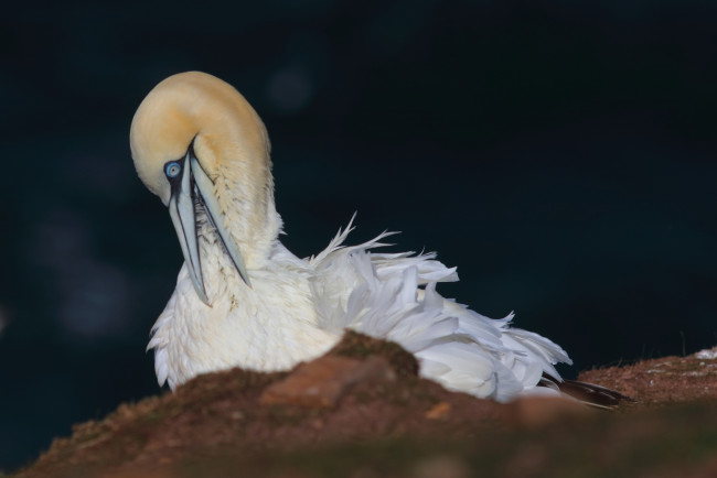 Обои картинки фото животные, олуши, олуша, клюв, птица, белая