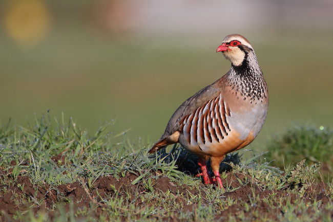 Обои картинки фото животные, птицы, окрас, птица, забавная, перья