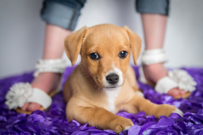 Обои картинки фото животные, собаки, щенок, собака, фон