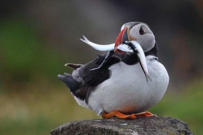 Обои картинки фото животные, тупики, окрас, птица, тупик