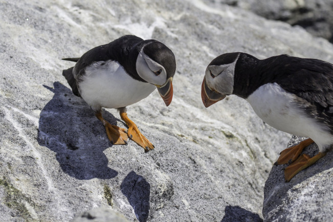 Обои картинки фото животные, тупики, тупик, птица, перья, окрас