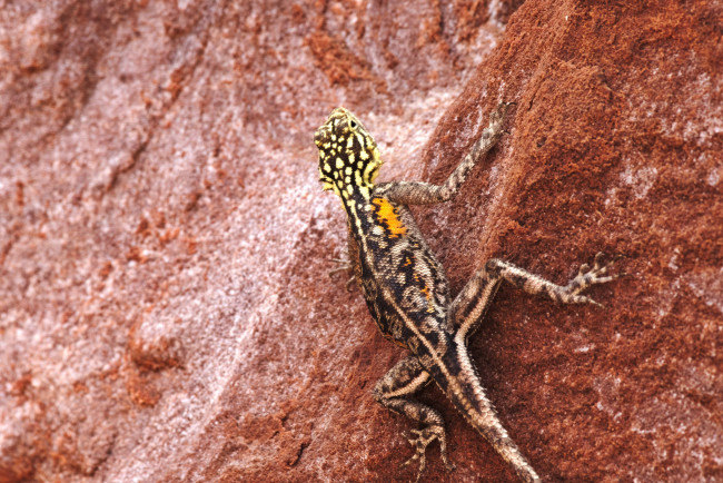 Обои картинки фото животные, Ящерицы,  игуаны,  вараны, камень, окрас, ящерица