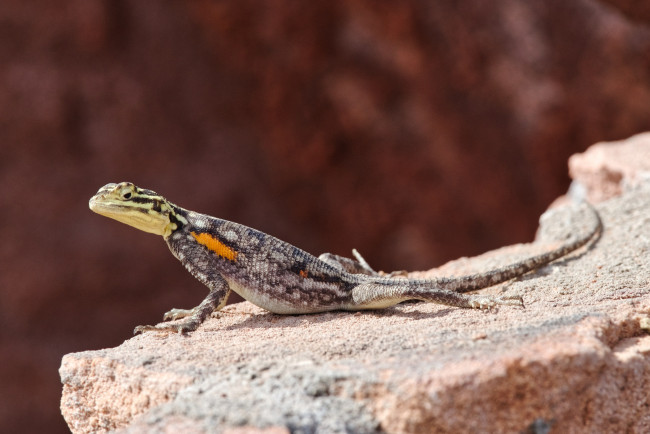 Обои картинки фото животные, Ящерицы,  игуаны,  вараны, ящерица, камень, окрас