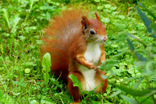 Обои картинки фото животные, белки, ушка, белка, милашка, хвостик, лапки