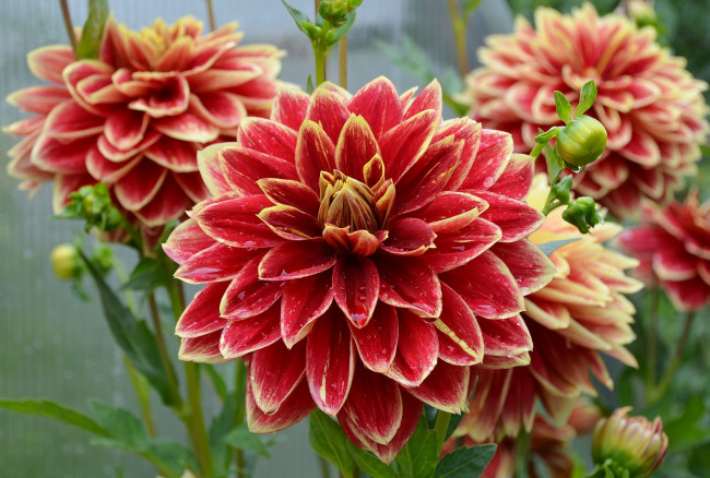 Обои картинки фото цветы, георгины, лето, дача, сад