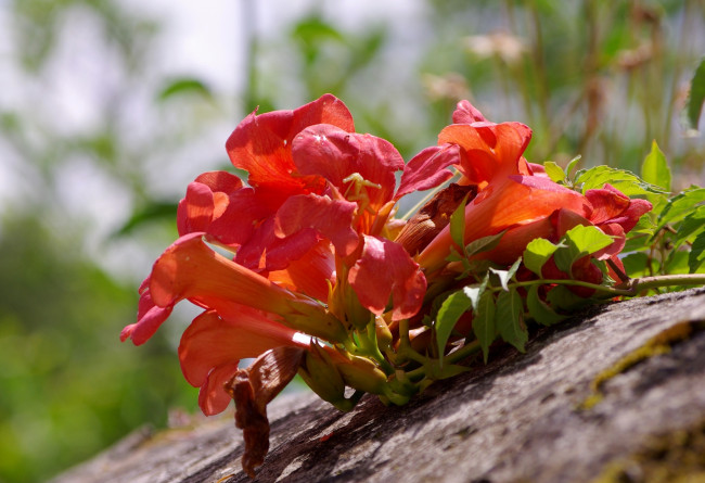 Обои картинки фото цветы, кампсис , текома, лето, камень