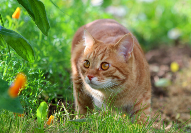 Обои картинки фото животные, коты, рыжий, кот, природа, питомцы, лето, стёпка, степан, дача