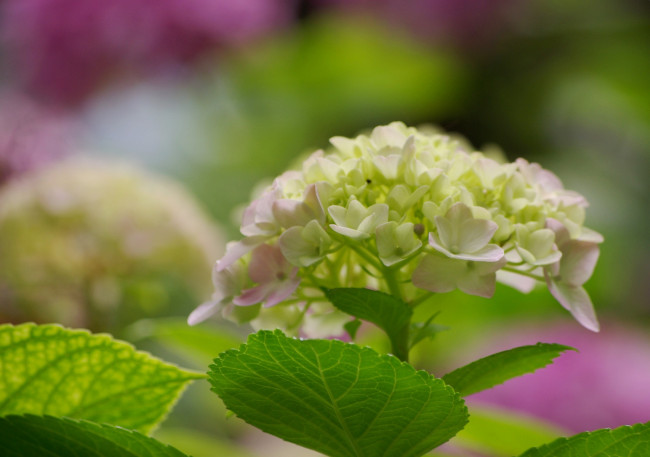 Обои картинки фото цветы, гортензия, краски, черногория, лето