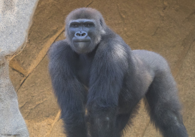 Обои картинки фото животные, обезьяны, животное, камень, природа, большой, обезьяна