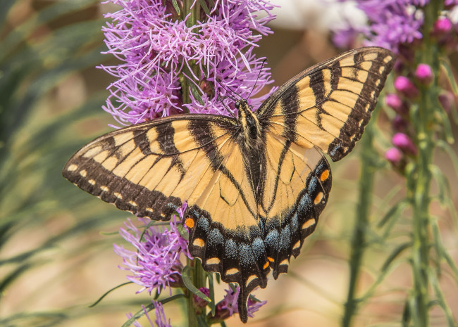 Обои картинки фото животные, бабочки,  мотыльки,  моли, бабочка