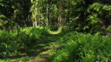 Картинка лесная+тропа природа лес лето тропинка деревья ели папоротник тайга карелия