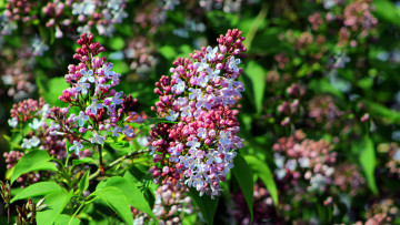 Картинка цветы сирень цветущая весна