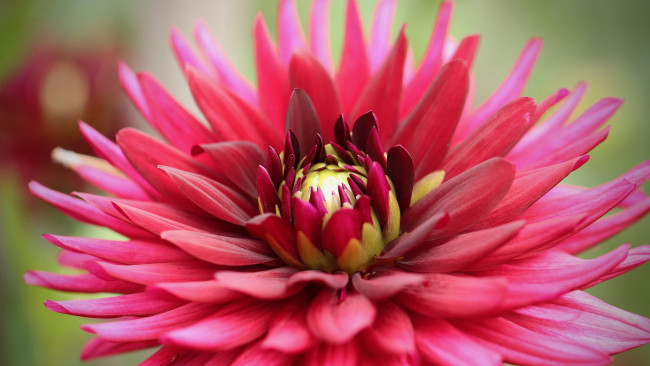 Обои картинки фото цветы, георгины, георгин, макро