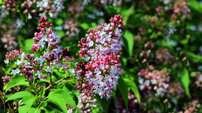 Обои картинки фото цветы, сирень, цветущая, весна